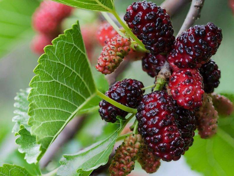 Шелковица купить саженцы из питомнике в Бийске