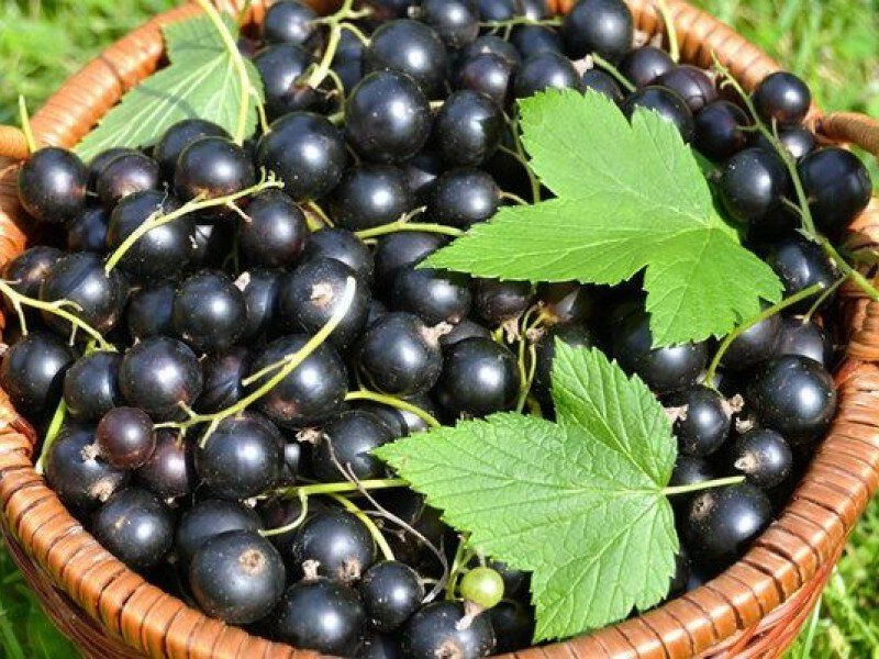Смородина купить саженцы из питомника в Бийске