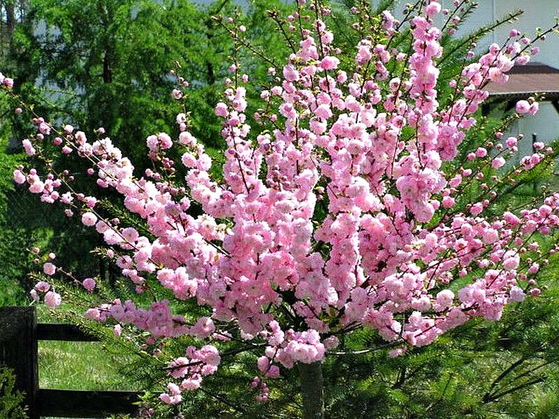 Миндаль купить саженцы из питомника в Бийске