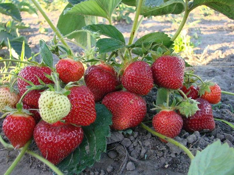Клубника купить саженцы из питомника в Бийске