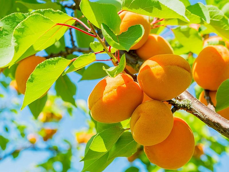 Абрикос купить саженцы из питомнике в Бийске