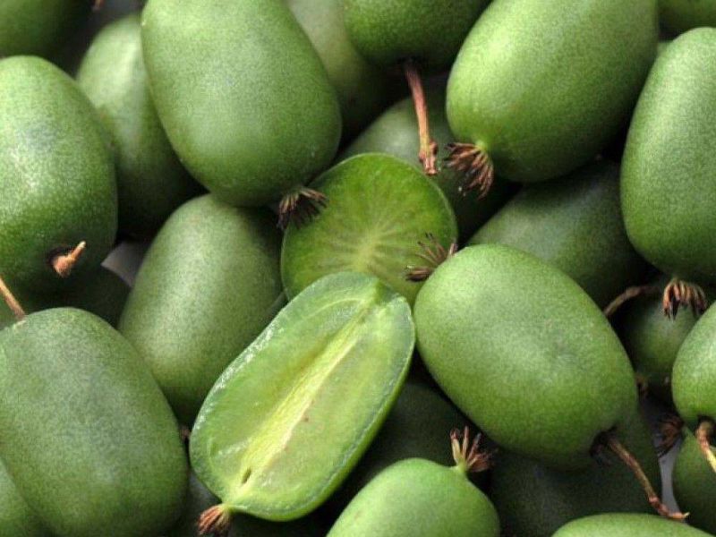 Актинидия купить саженцы из питомнике в Бийске
