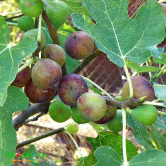 Инжир "МАГАРАЧСКИЙ"