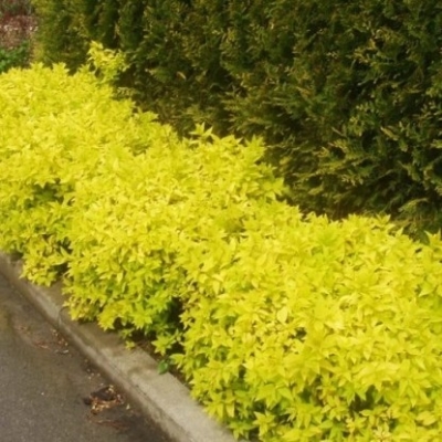 Спирея "ГОЛДЕН ПРИНЦЕСС" (стакан Р9)