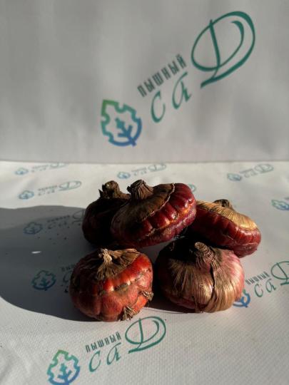 Гладиолус Уайт Френдшип (5 шт. луковиц в упаковке)