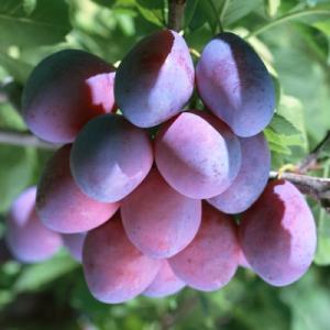Слива "СМОЛИНКА"