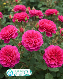 Роза  "АСТЕРИЯ ПИКСИ"